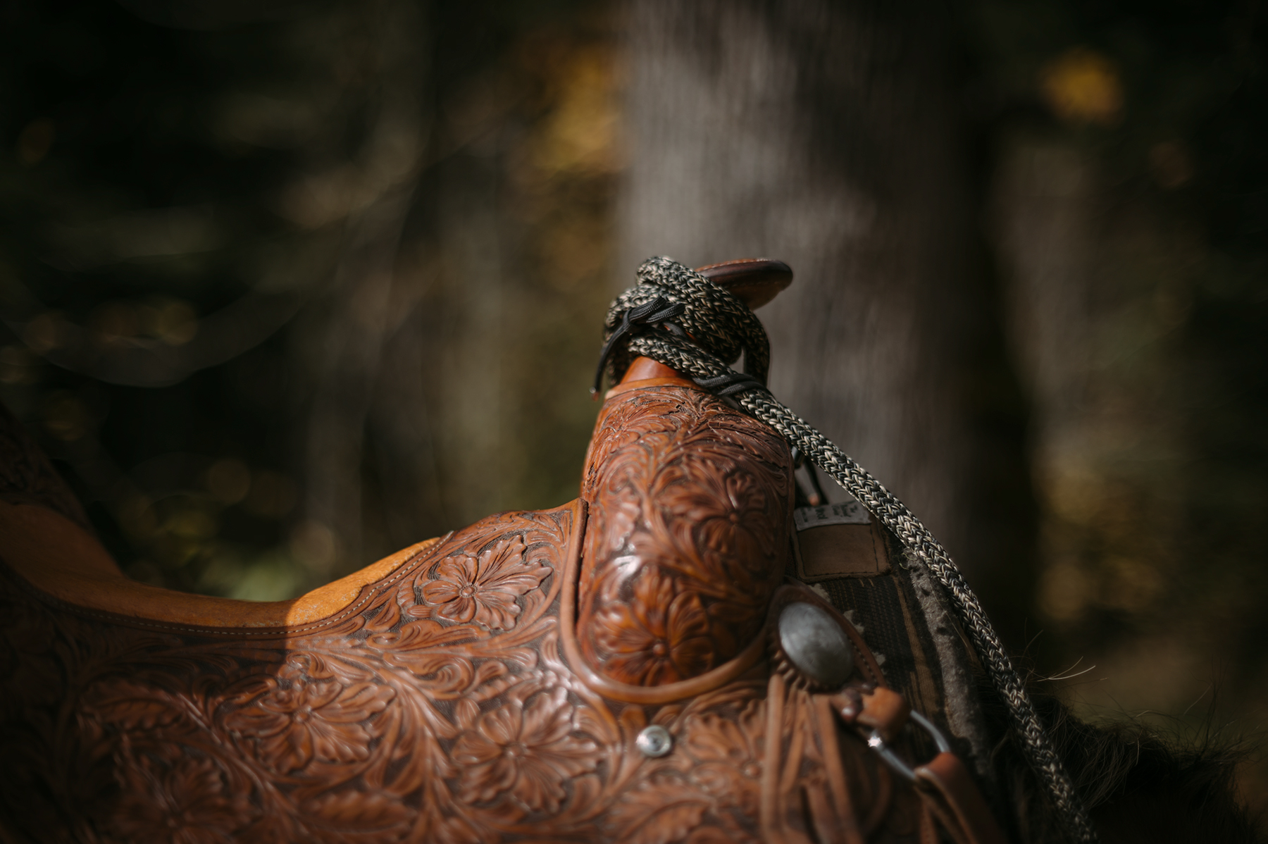 Horse portrait in warm western light